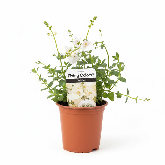 Diascia Flying Colours® White