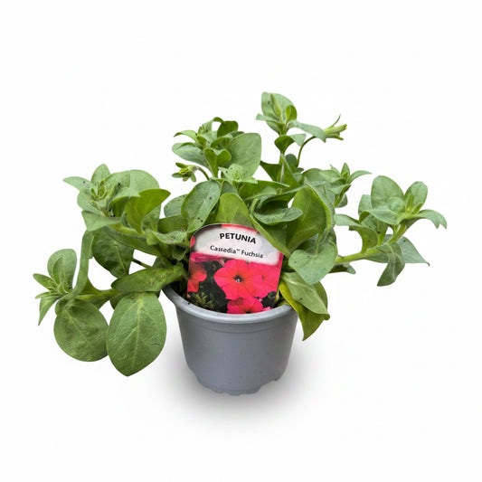 Petunia Cascade Fuchsia
