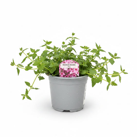 Diascia Divara Pink