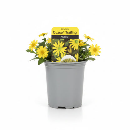 Sanvitalia Cuzco Yellow