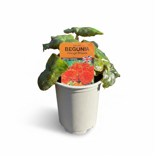 Non Stop Begonia Orange Shades