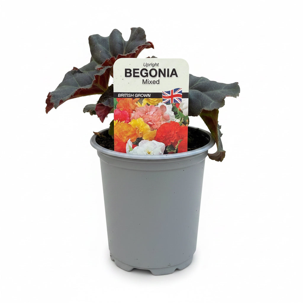 Non Stop Mixed