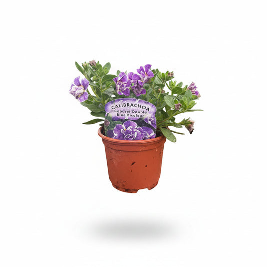 Calibrachoa ® (Million Bell)  Cabaret Double Blue Bicolour