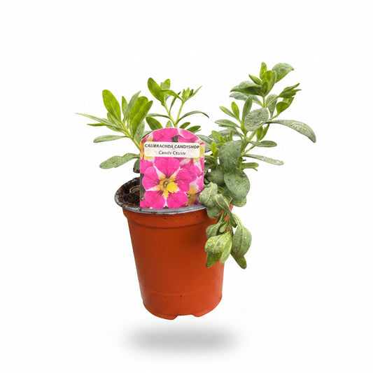 Calibrachoa ® (Million Bell) Candyshop Candy Crush