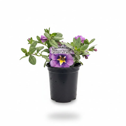 Calibrachoa ® (Million Bell) Cabaret Special Bumble Bee Blue