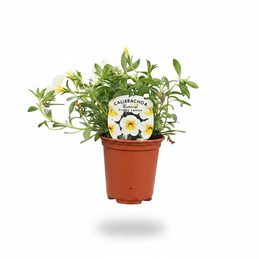 Calibrachoa ® (Million Bell) Cabaret Frosty Lemon