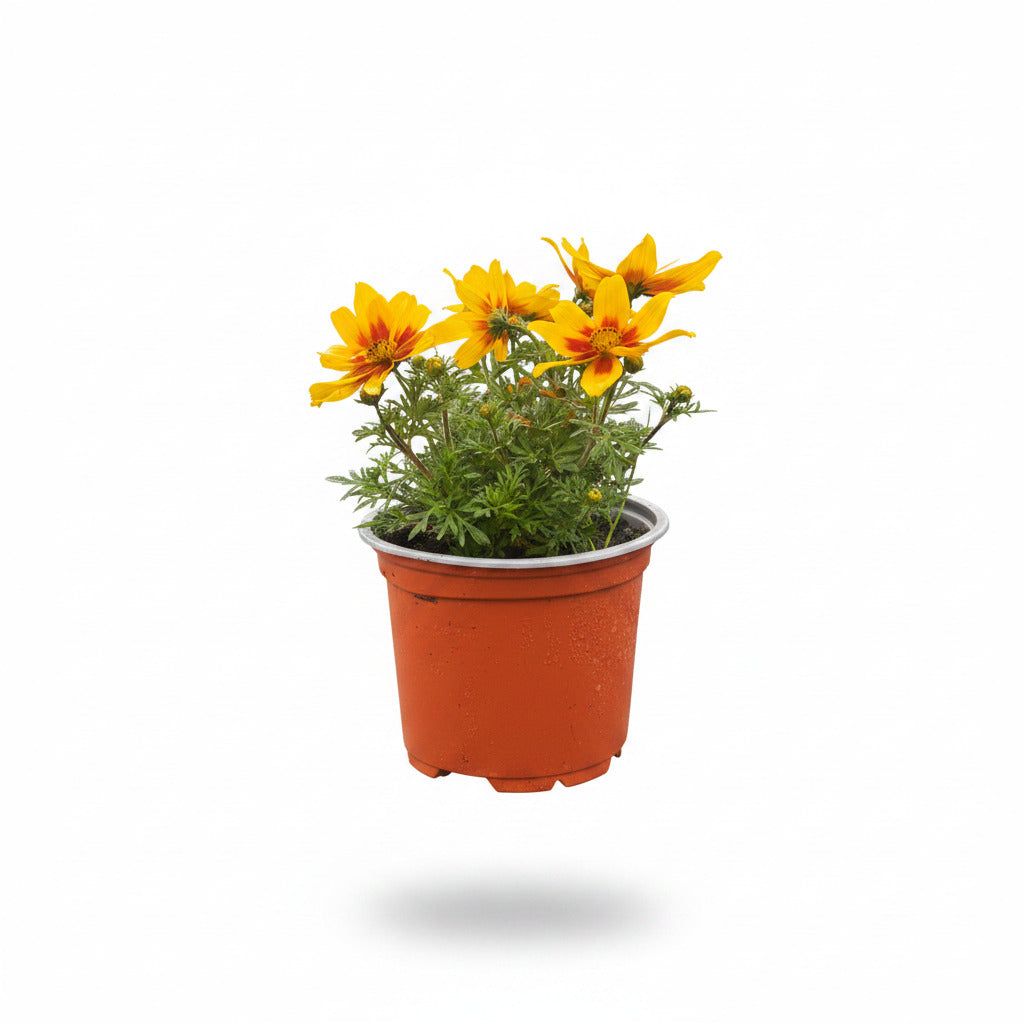 Bidens