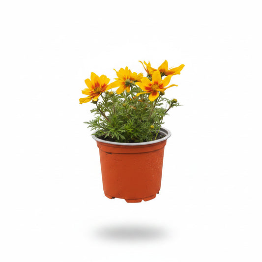 Bidens