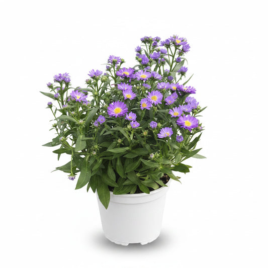 Aster