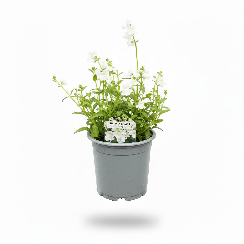 Diascia Divara White