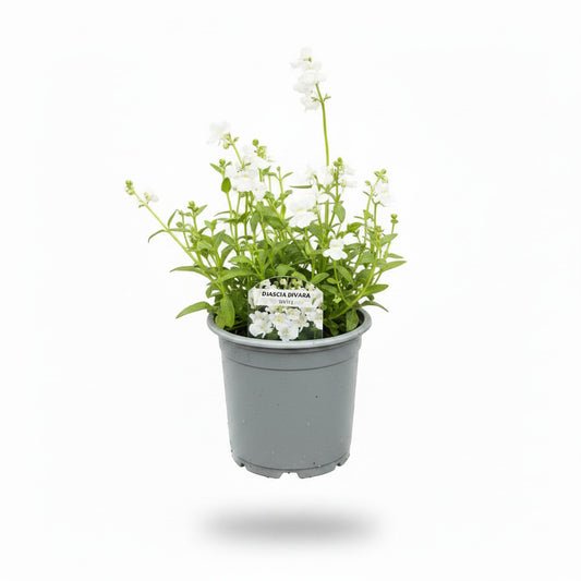 Diascia Divara White