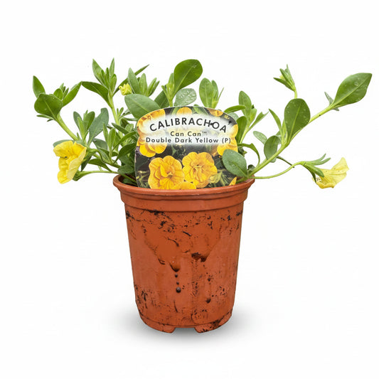 Calibrachoa ® (Million Bell) Can-Can Double Dark Yellow