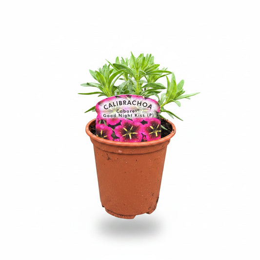 Calibrachoa ® (Million Bell) Cabaret Good Night Kiss