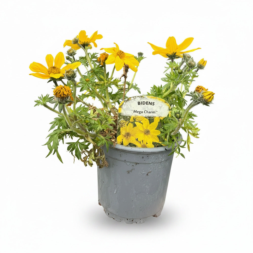 Bidens Mega Charm
