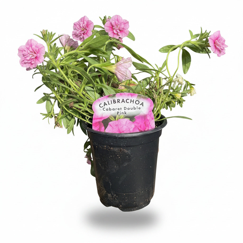 Calibrachoa ® (Million Bell) Cabaret Double Pink