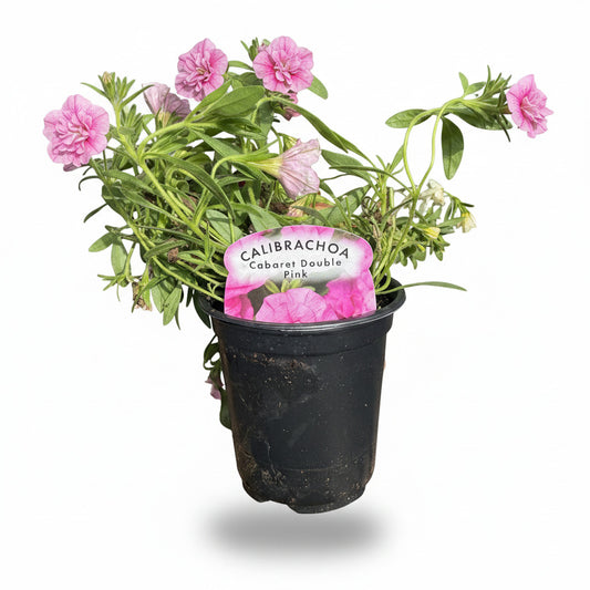Calibrachoa ® (Million Bell) Cabaret Double Pink