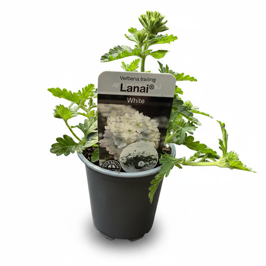Trailing Verbena Lanai White