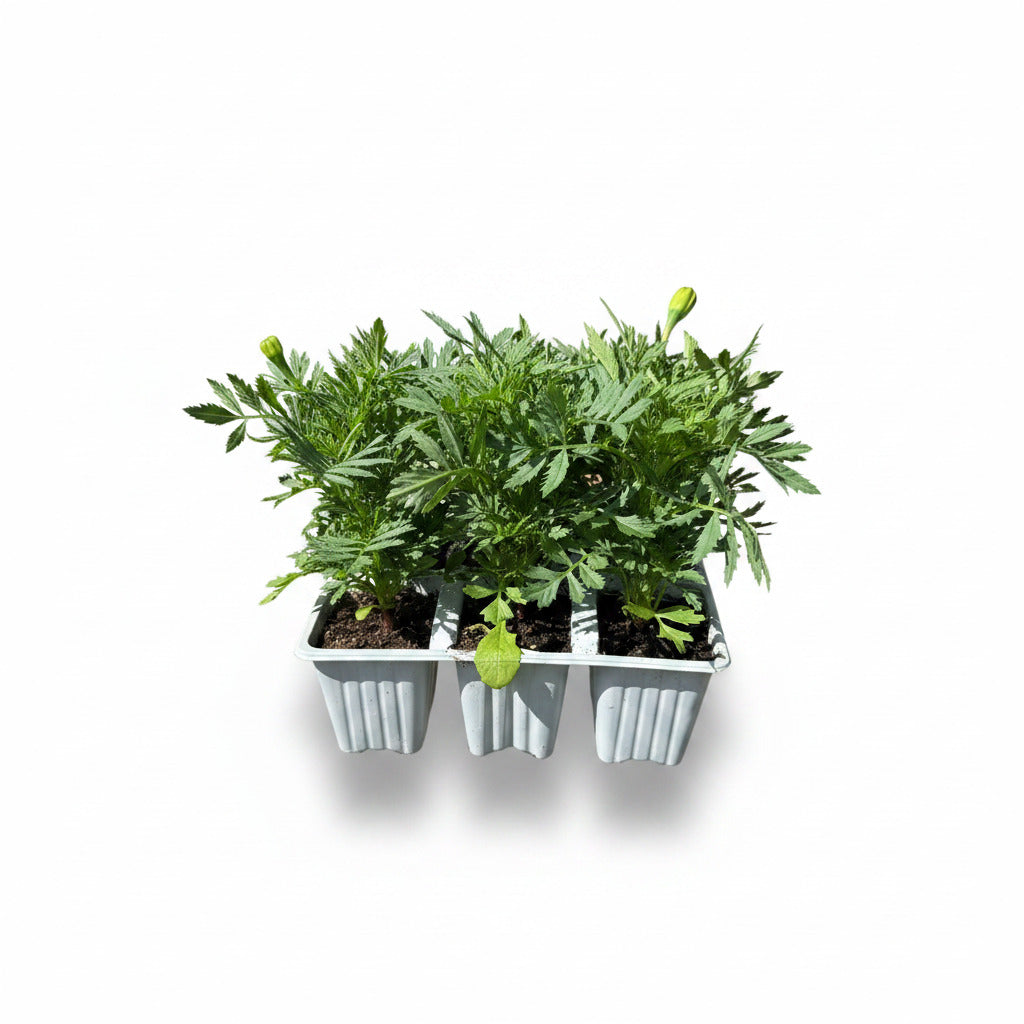 Marigold French
