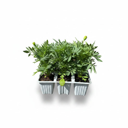 Marigold French