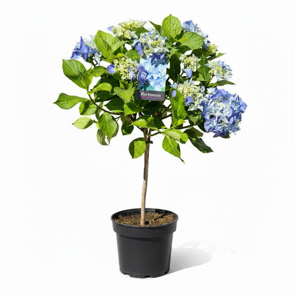 Hydrangea Macrophylla Standard