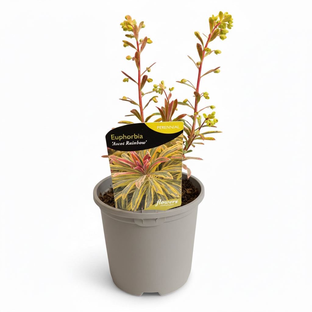 Euphorbia x martinii Ascot Rainbow