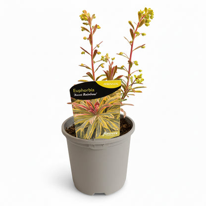 Euphorbia x martinii Ascot Rainbow