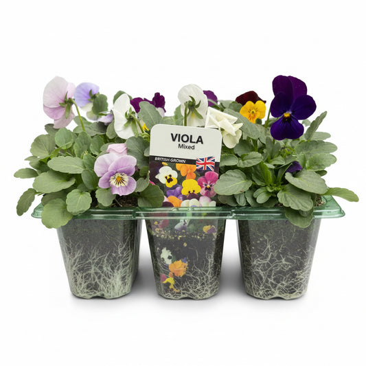 Viola Mixed
