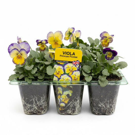 Viola Primrose Picotee