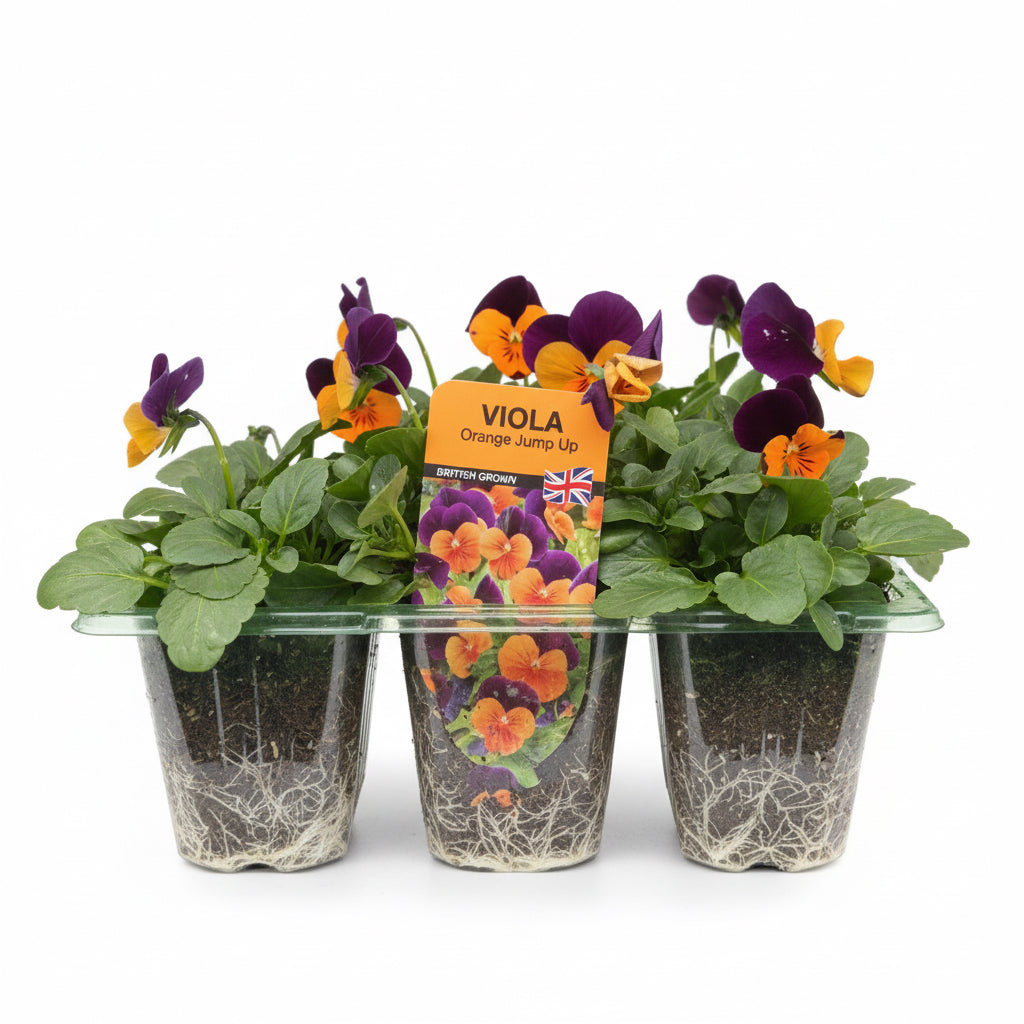 Viola orange jump up