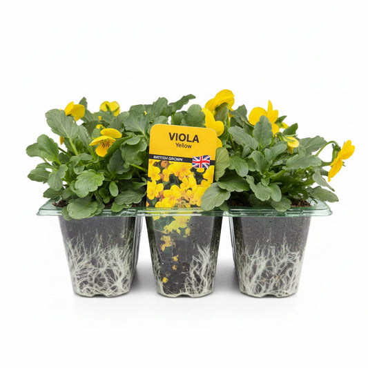 Viola Yellow
