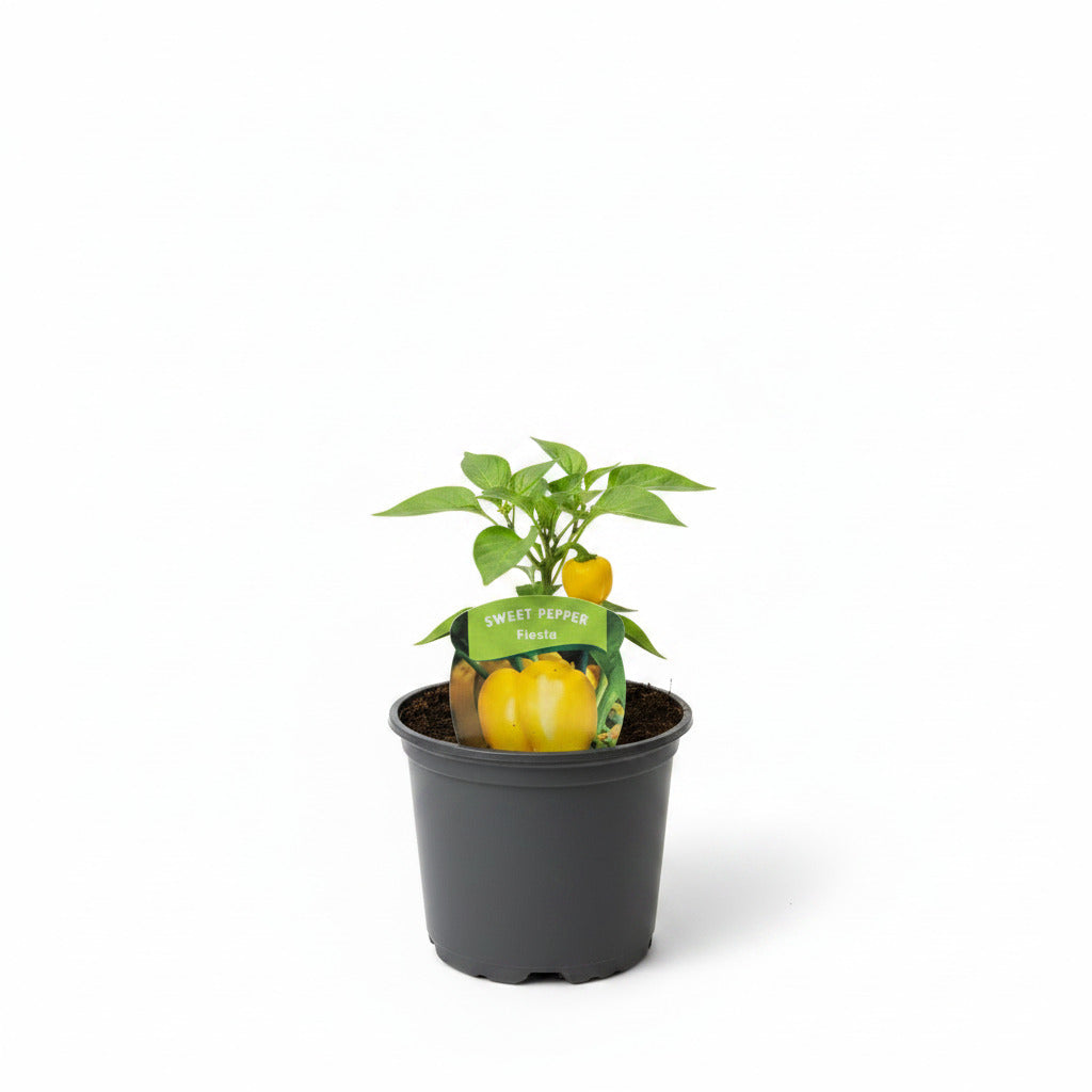 Sweet Peppers 'Fiesta'