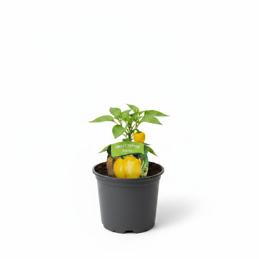 Sweet Peppers 'Fiesta'
