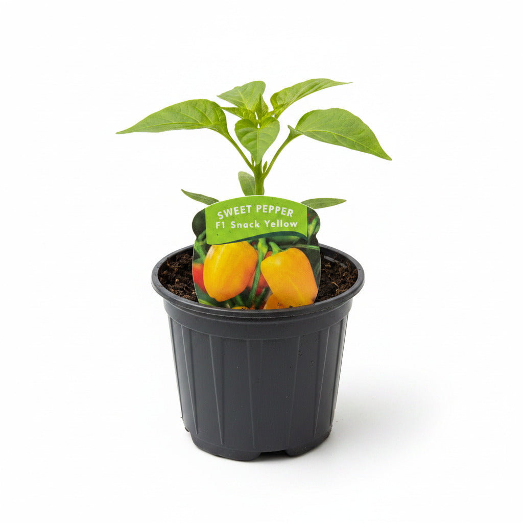 Sweet Pepper Snack Yellow