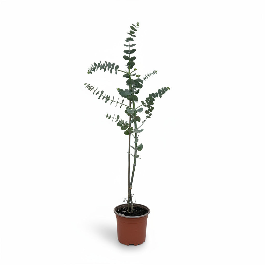 Eucalyptus Cinerea