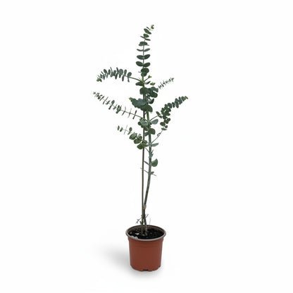Eucalyptus Cinerea