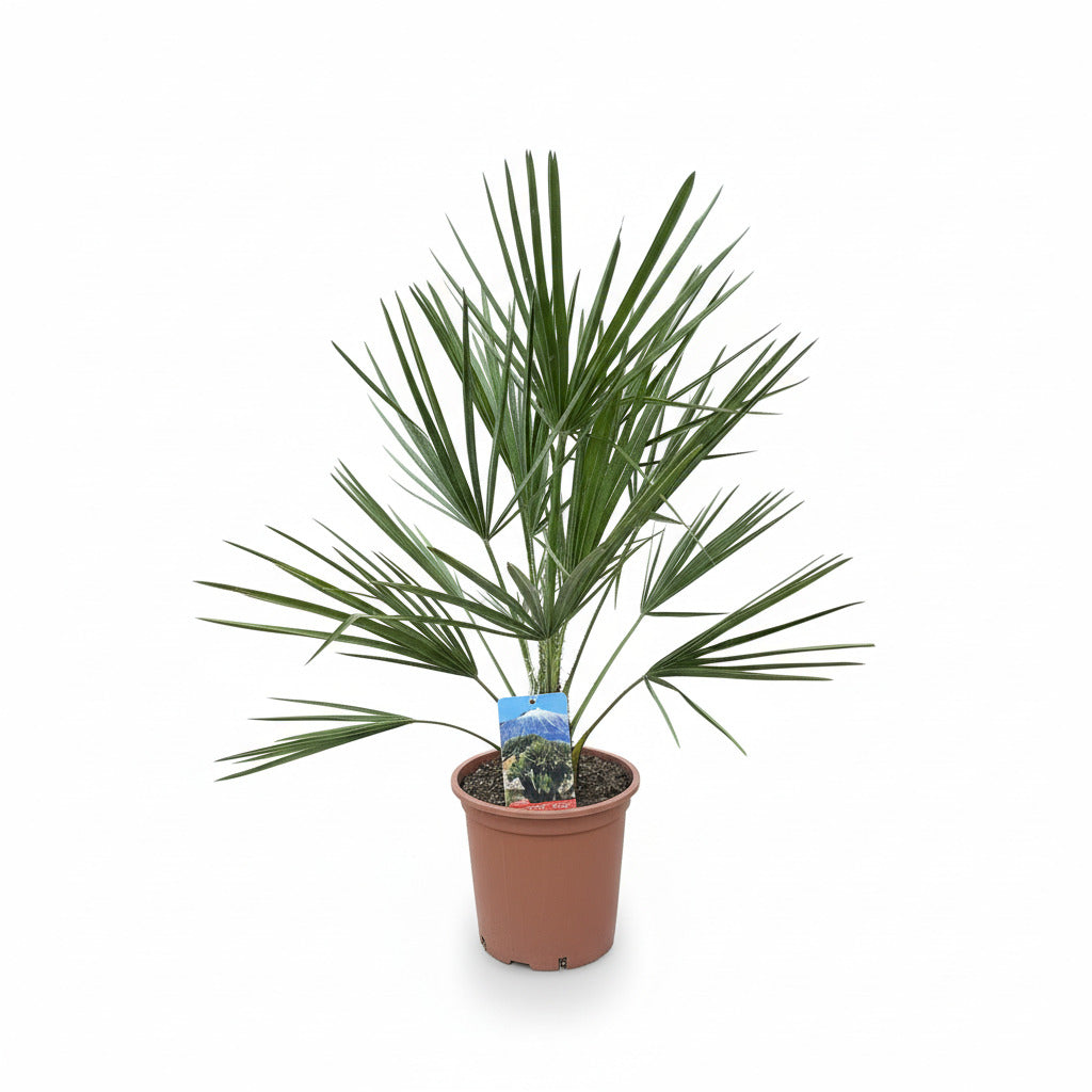 Chamaerops Humilis