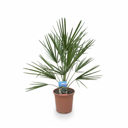 Chamaerops Humilis