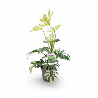 Fatsia japonica 'Spider's Web'