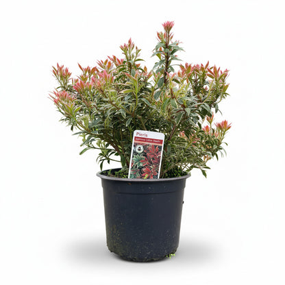 Pieris jap. 'Little Heath'