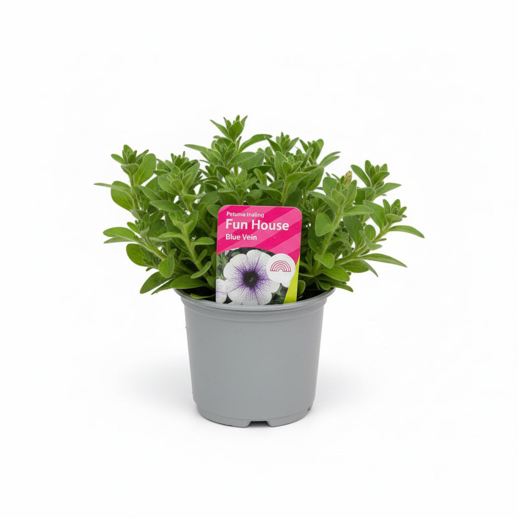 Petunia Fun House Blue Vein