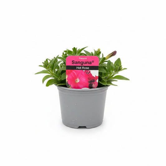 Petunia 'Surfinia' Hot Rose