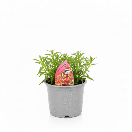 Nemesia Sunsatia Plus 'Papaya'