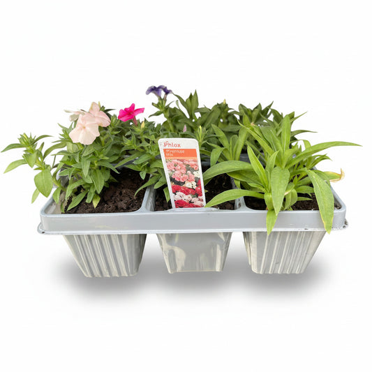 Phlox promise mix