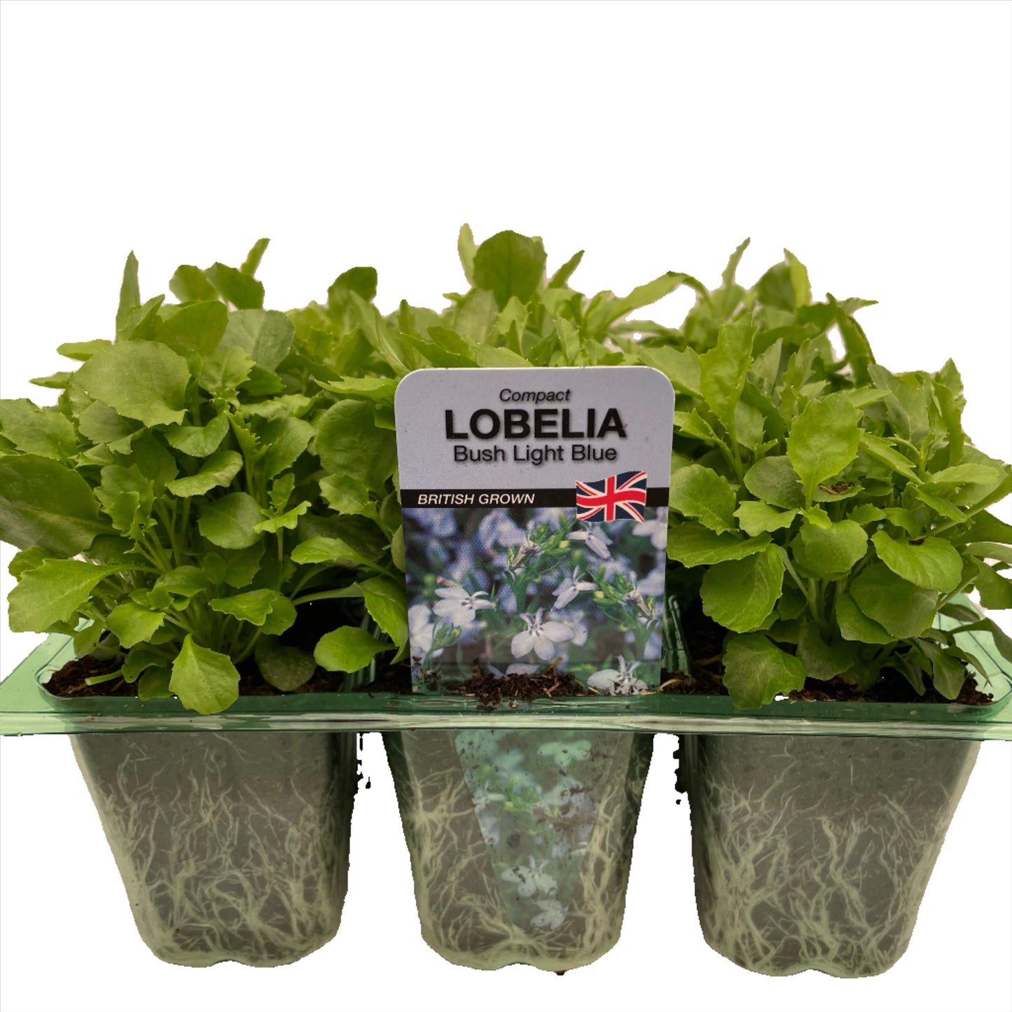 Lobelia Bush Light Blue