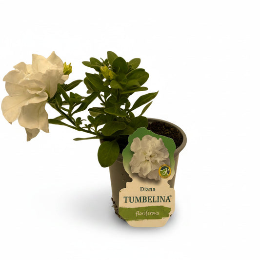 Petunia Tumbelina® Diana