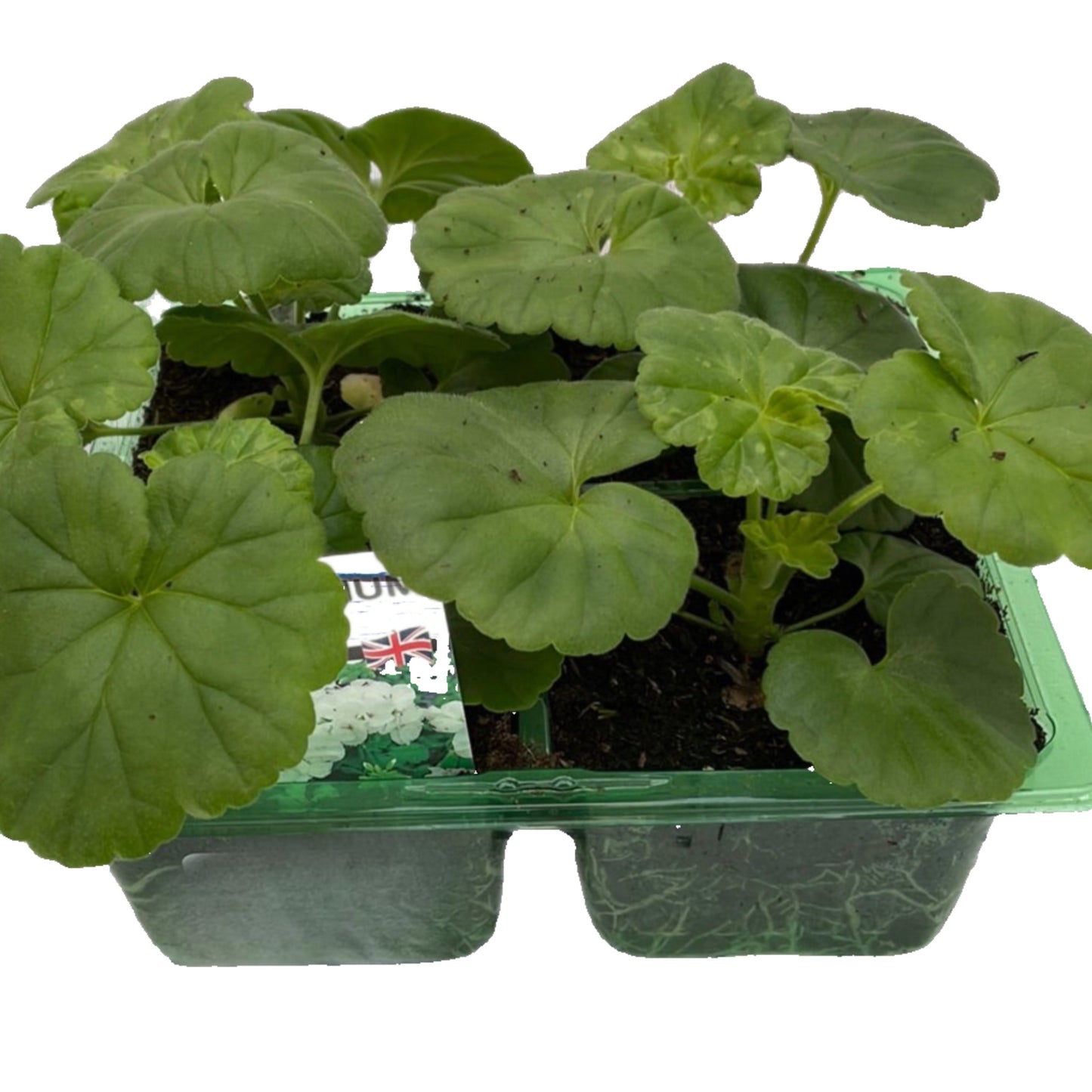 Bedding Geranium White