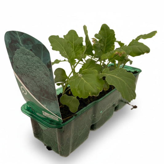Seedling in a green plastic tray on a white background