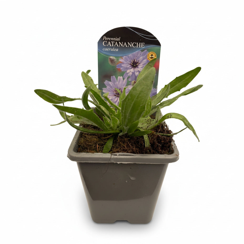 Catananche caerulea (Blue)