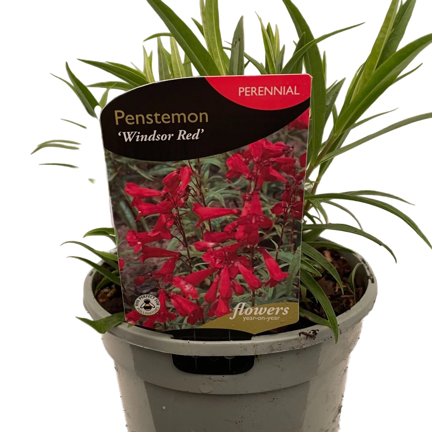 Penstemon Windsor Red