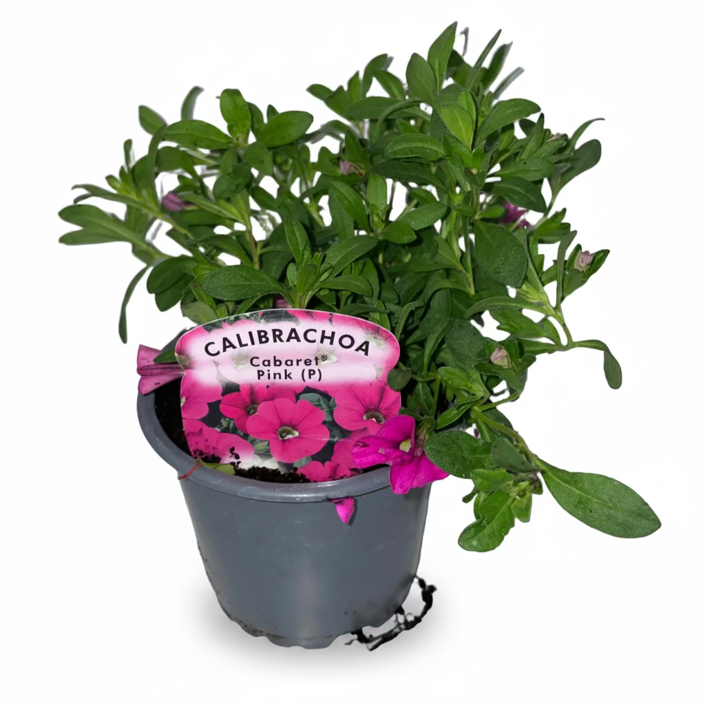 Calibrachoa ® (Million Bell) Cabaret Pink